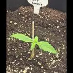 Auto Test FastBuds42 sponsored