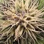 Auto Test FastBuds42 sponsored