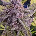 Auto Test FastBuds42 sponsored