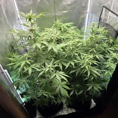 Auto Test FastBuds42 sponsored