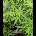 Auto Test FastBuds42 sponsored