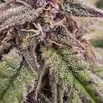 Auto Test FastBuds42 sponsored