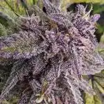 Auto Test FastBuds42 sponsored