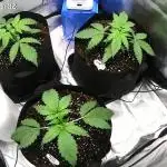 Auto Test FastBuds42 sponsored