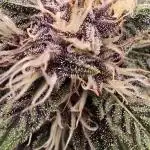 Auto Test FastBuds42 sponsored