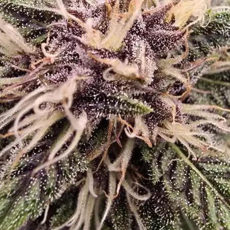 Auto Test FastBuds42 sponsored