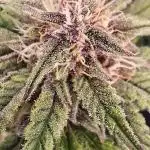 Auto Test FastBuds42 sponsored