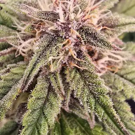 Auto Test FastBuds42 sponsored