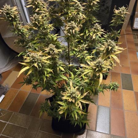 Auto Test FastBuds42 sponsored