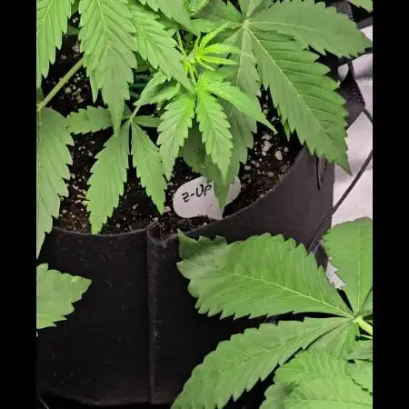 Auto Test FastBuds42 sponsored