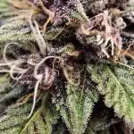 Auto Test FastBuds42 sponsored