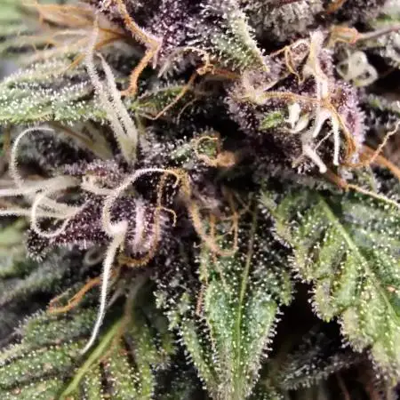 Auto Test FastBuds42 sponsored