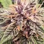 Auto Test FastBuds42 sponsored