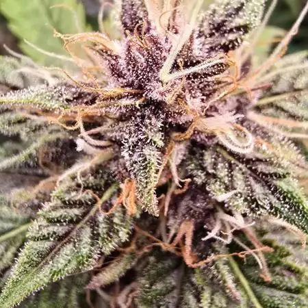Auto Test FastBuds42 sponsored