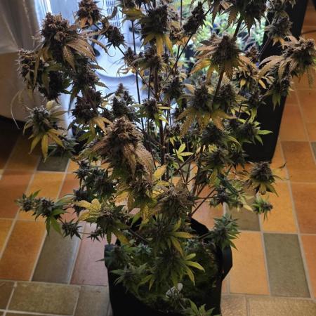 Auto Test FastBuds42 sponsored