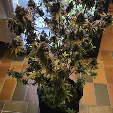 Auto Test FastBuds42 sponsored