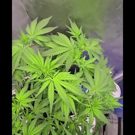 Auto Test FastBuds42 sponsored