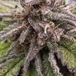 Auto Test FastBuds42 sponsored