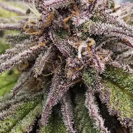 Auto Test FastBuds42 sponsored