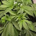 Auto Test FastBuds42 sponsored