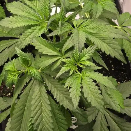 Auto Test FastBuds42 sponsored