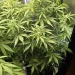 Auto Test FastBuds42 sponsored