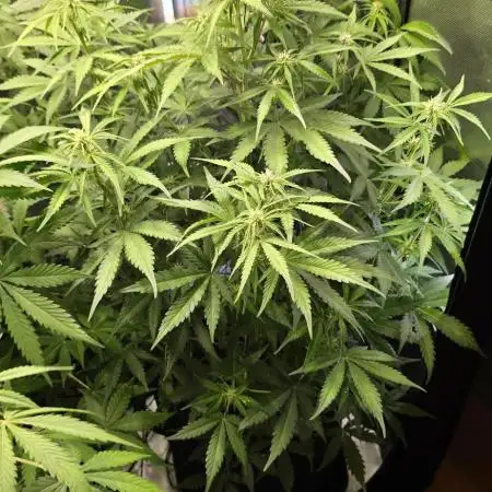 Auto Test FastBuds42 sponsored