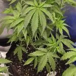 Auto Test FastBuds42 sponsored