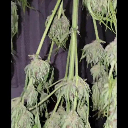 Californian Snow Auto Outdoor 2025