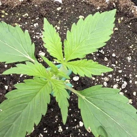 Auto Test FastBuds42 sponsored