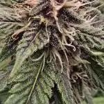 Auto Test FastBuds42 sponsored