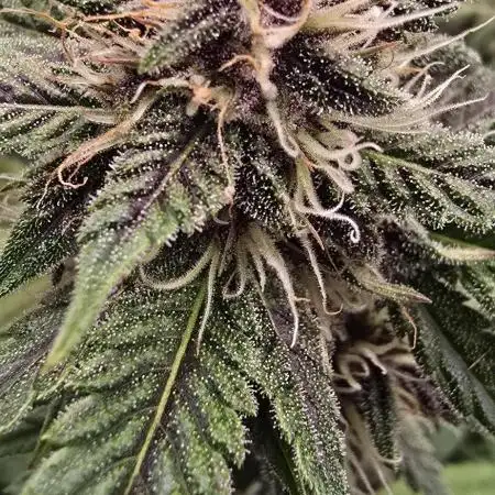 Auto Test FastBuds42 sponsored