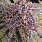 Auto Test FastBuds42 sponsored