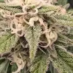 Auto Test FastBuds42 sponsored