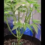 Auto Test FastBuds42 sponsored