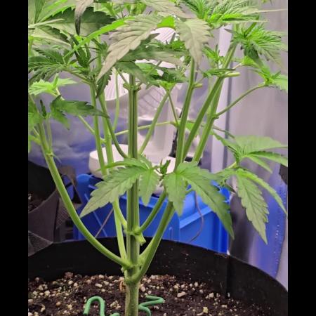 Auto Test FastBuds42 sponsored