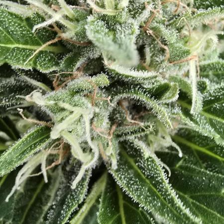 Californian Snow Auto Outdoor 2025
