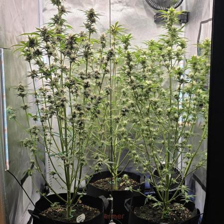 Auto Test FastBuds42 sponsored