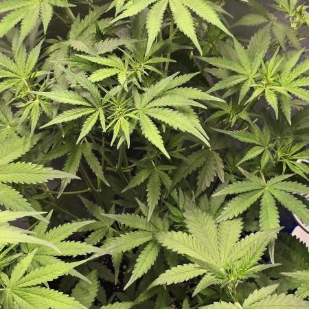 Auto Test FastBuds42 sponsored