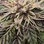 Auto Test FastBuds42 sponsored