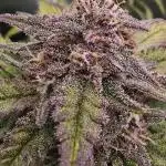 Auto Test FastBuds42 sponsored