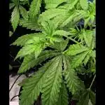 Auto Test FastBuds42 sponsored