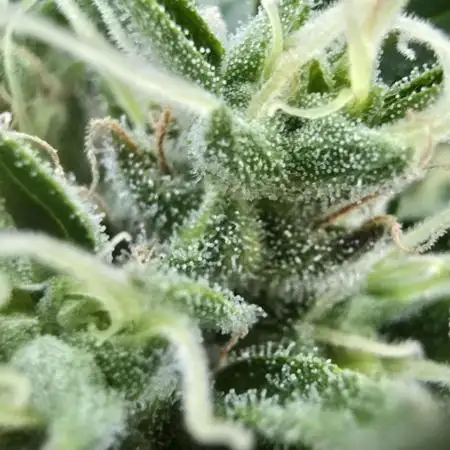 Californian Snow Auto Outdoor 2025