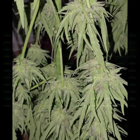 Californian Snow Auto Outdoor 2025