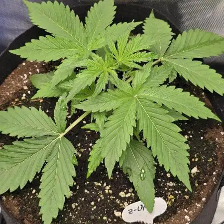 Auto Test FastBuds42 sponsored