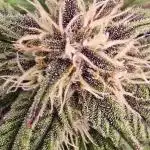 Auto Test FastBuds42 sponsored
