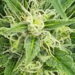 Californian Snow Auto Outdoor 2025