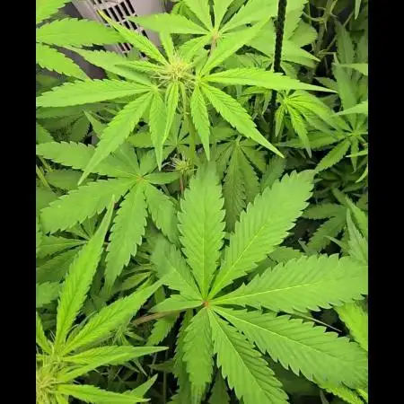 Auto Test FastBuds42 sponsored