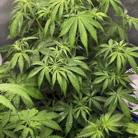 Auto Test FastBuds42 sponsored
