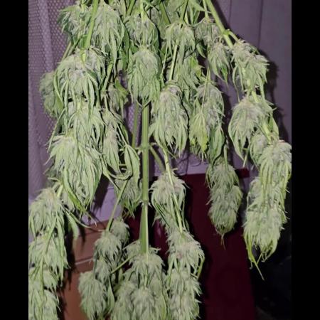 Californian Snow Auto Outdoor 2025